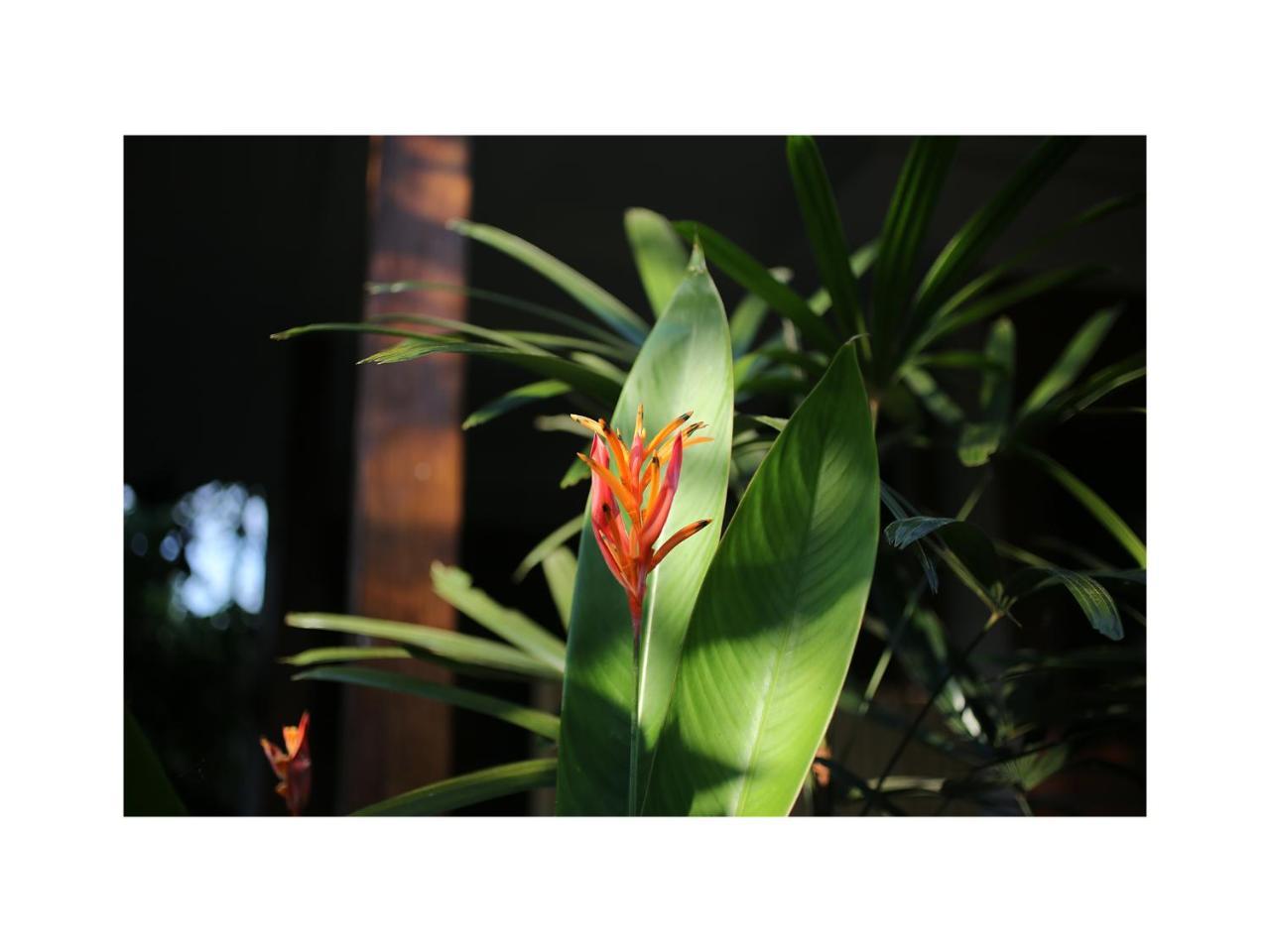 In Da Garden Apartment Ubud Exterior foto